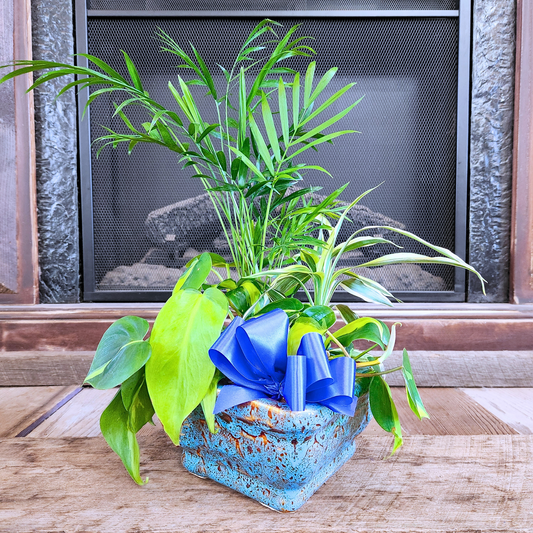 Assorted Petite Dish Garden