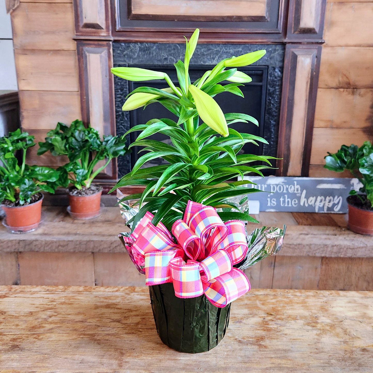 Easter Lily Plant