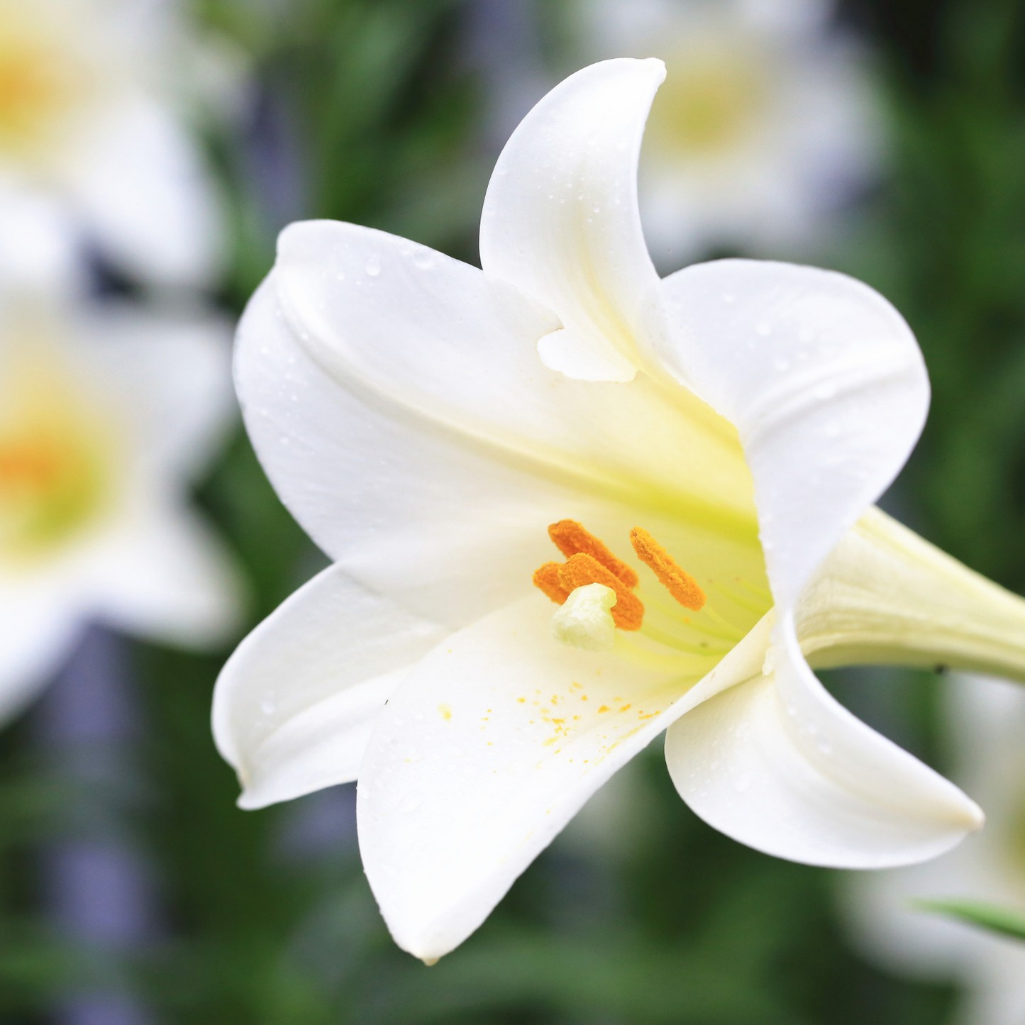Easter Lily Plant