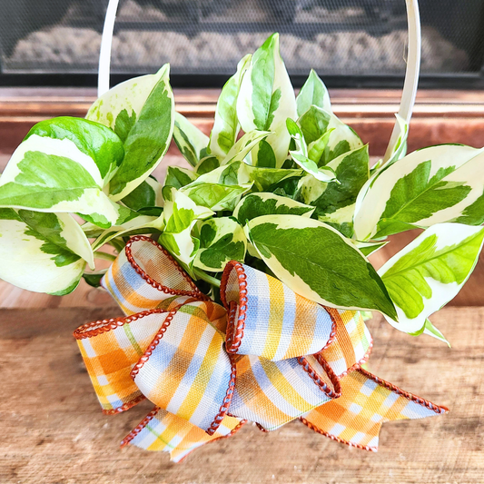Joyful Pothos Basket