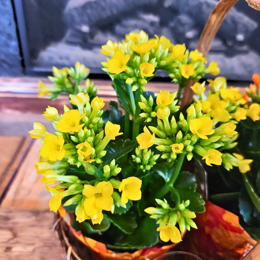 Kalanchoe Garden Basket