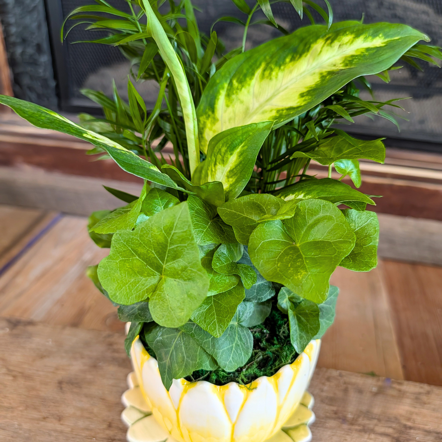 Green potted plant in a decorative pot on a wooden surface