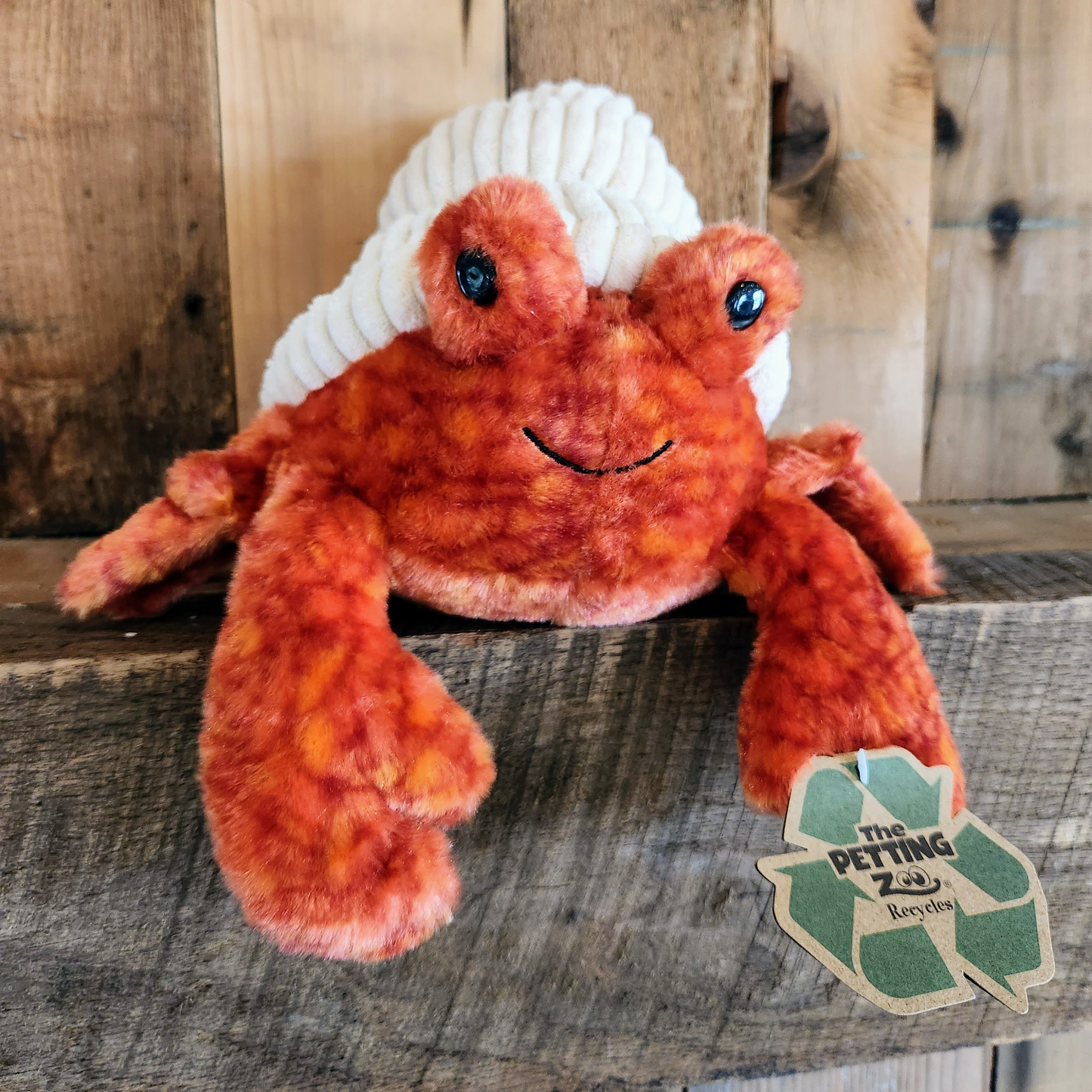 Sheldon the Hermit Crab
