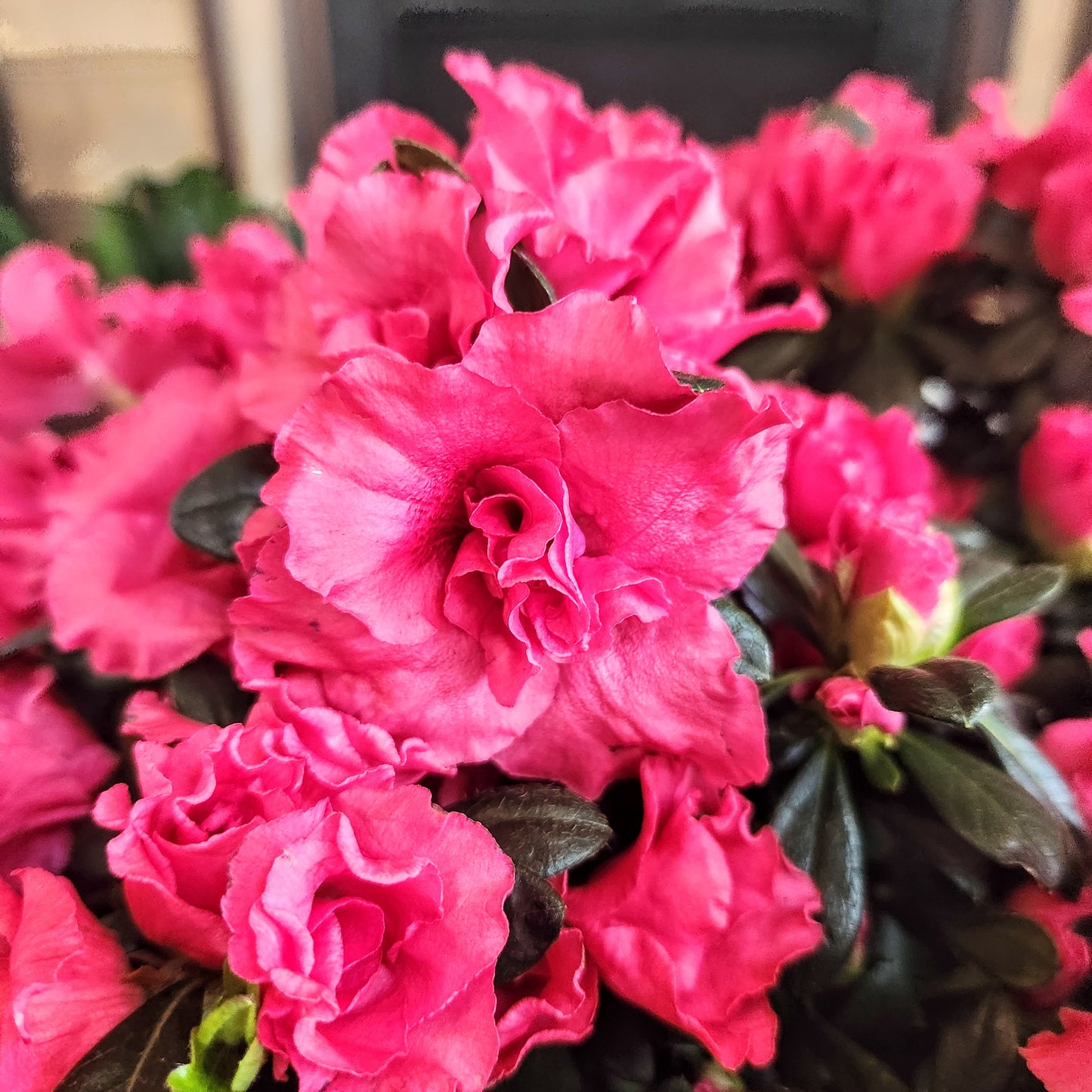 Azalea 6"