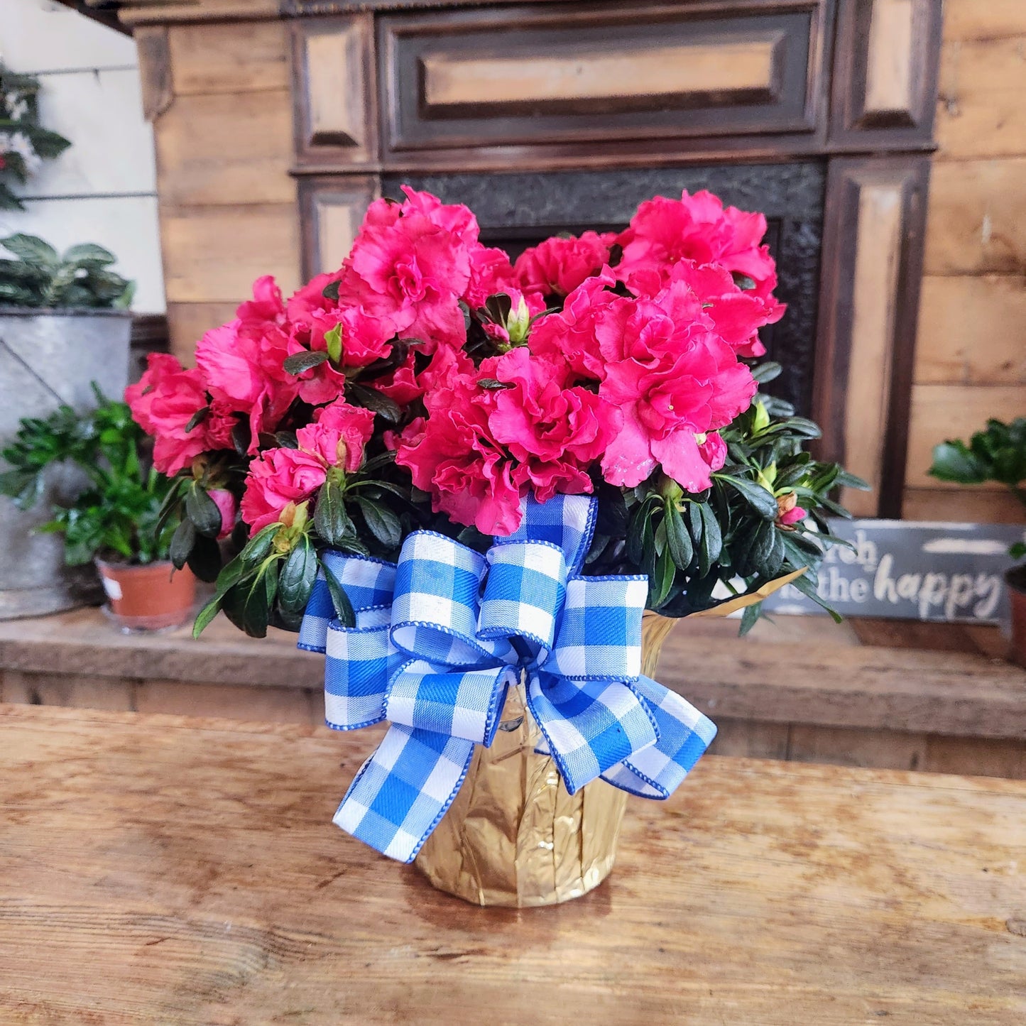 Azalea 6"