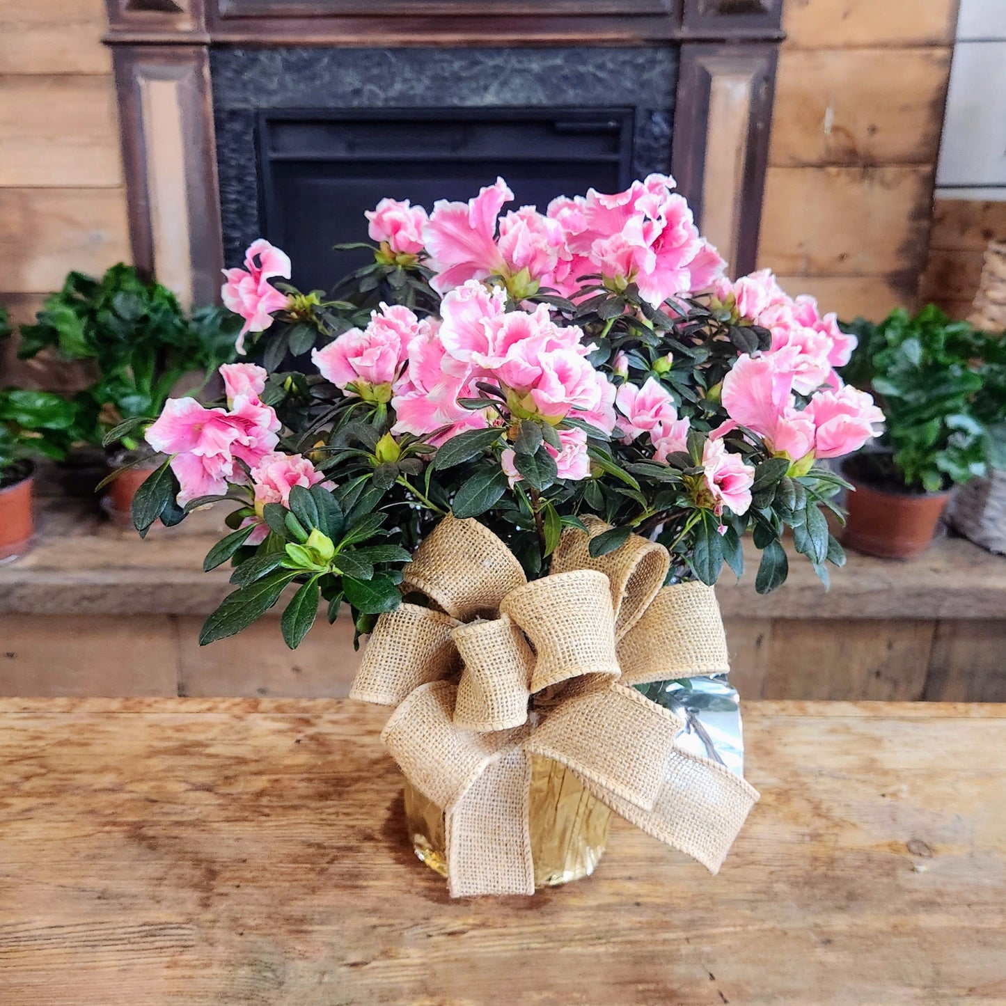Azalea 6"