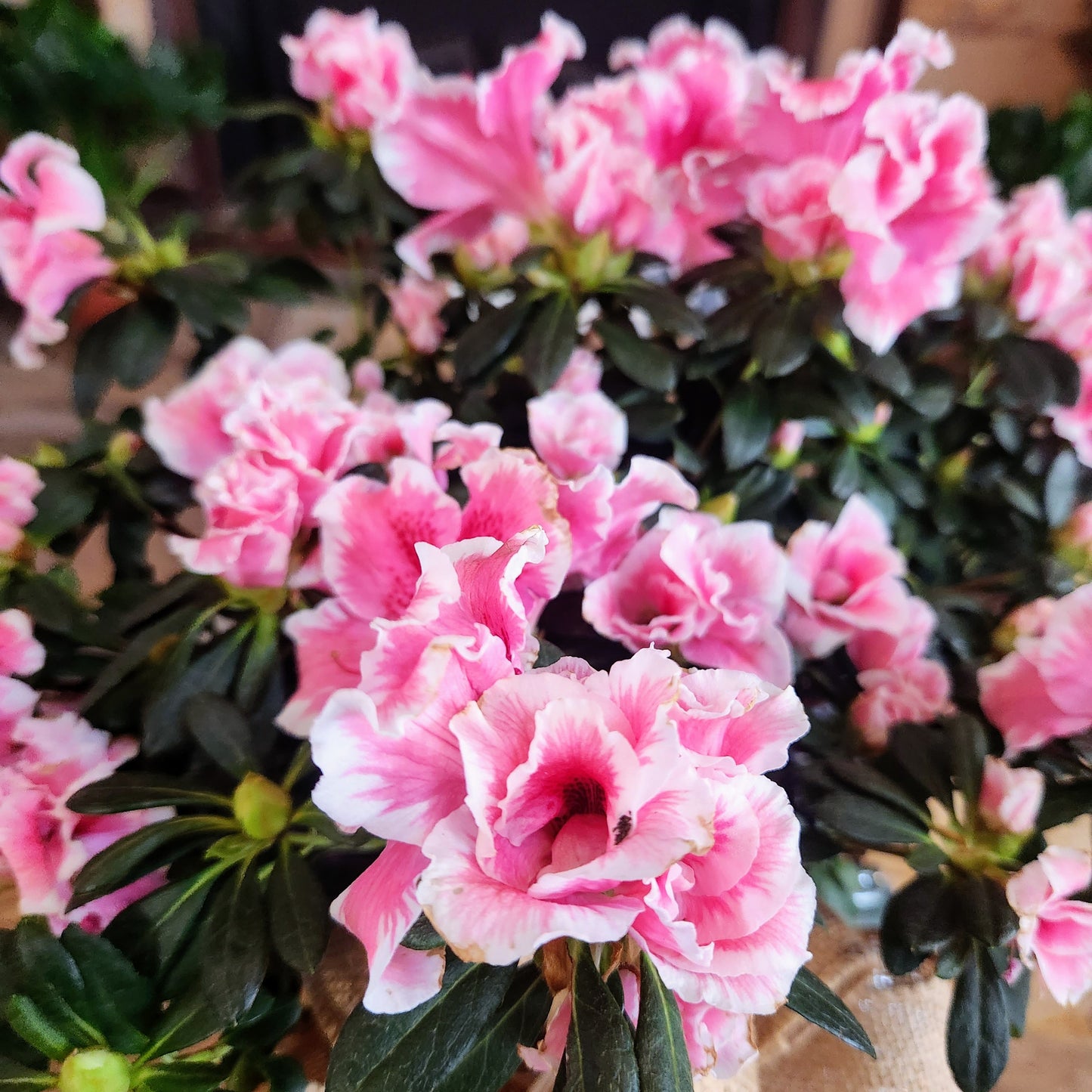 Azalea 6"