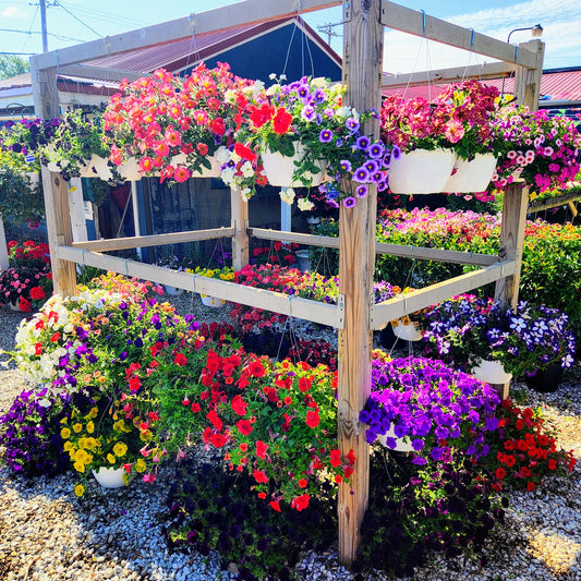 Blooming Hanging Basket