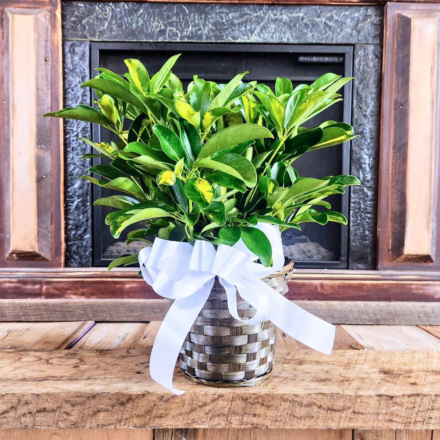 6" Green Plant