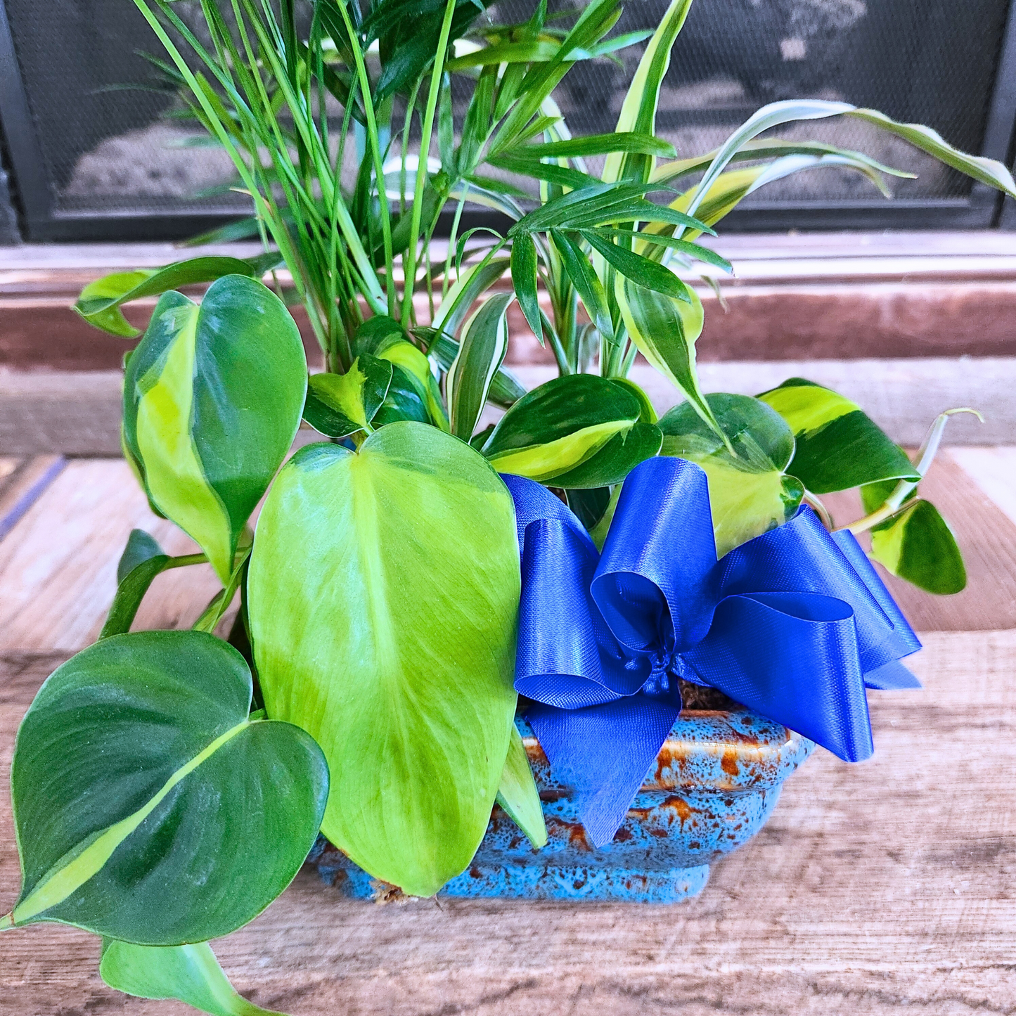 Assorted Petite Dish Garden