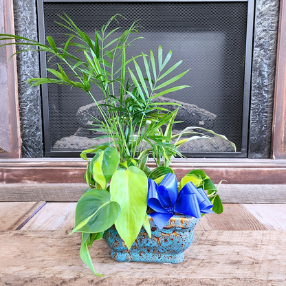 Assorted Petite Dish Garden