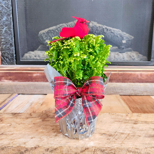 Cardinal & Frosty Fern