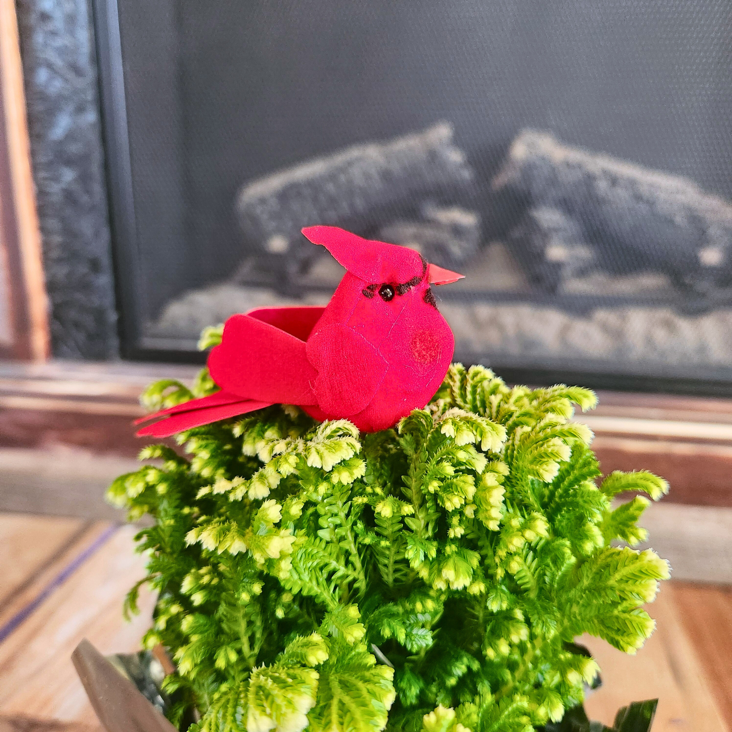 Cardinal & Frosty Fern