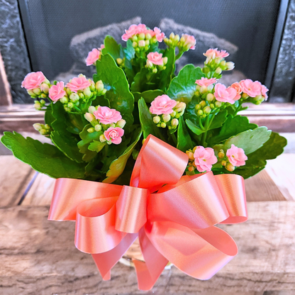 Cheerful Kalanchoe Basket