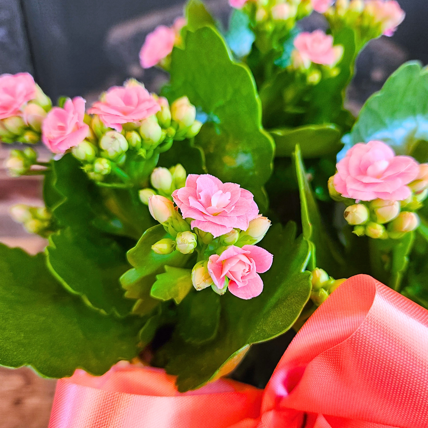 Cheerful Kalanchoe Basket