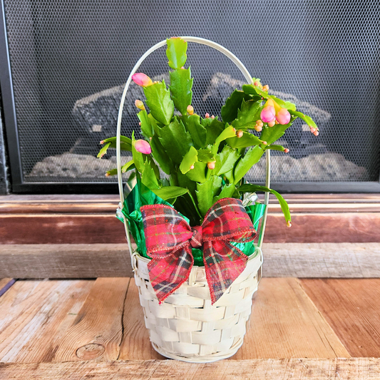 Christmas Cactus Basket