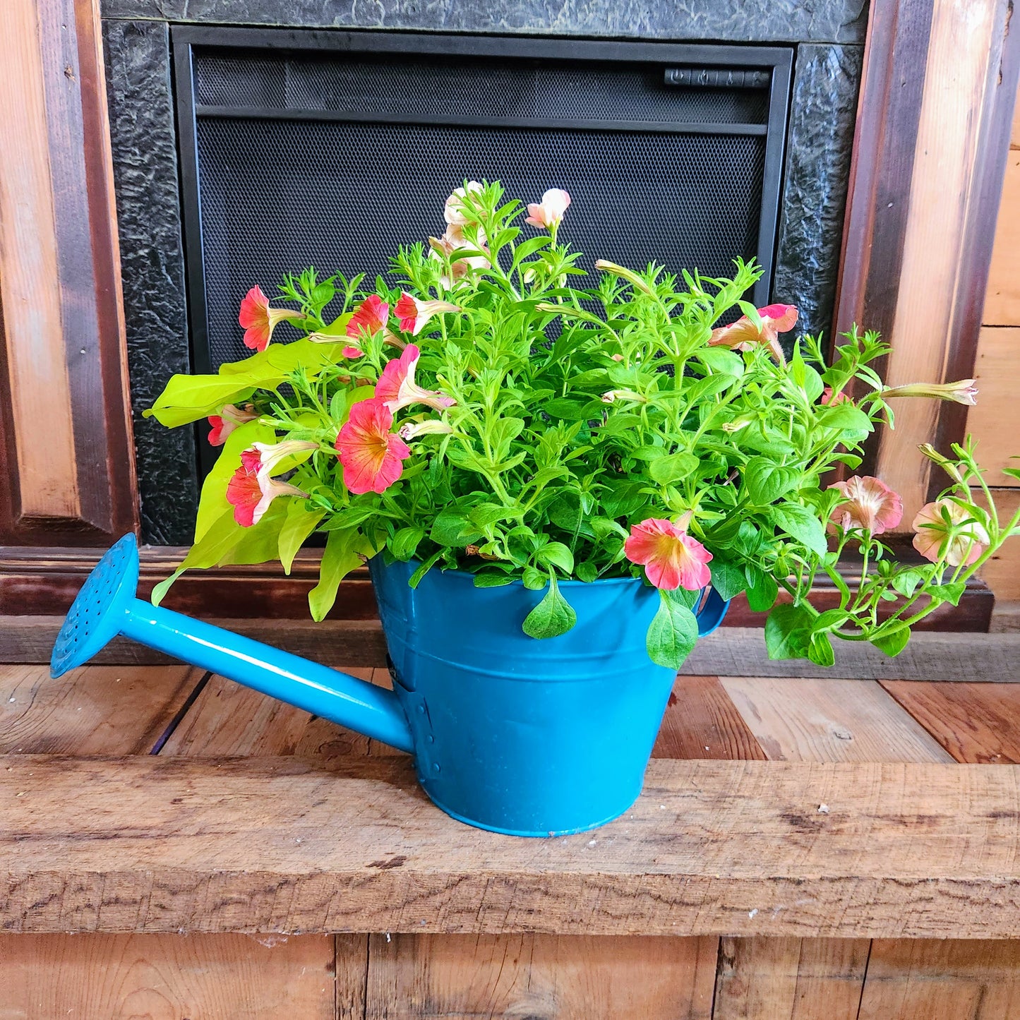 Colorful Watering Can Planter