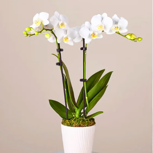 Double Stem Orchid