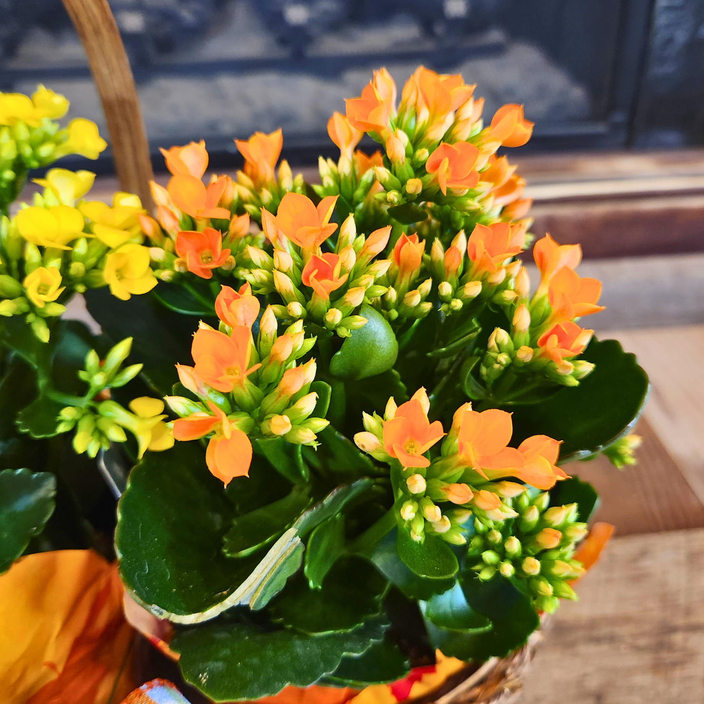 Kalanchoe Garden Basket