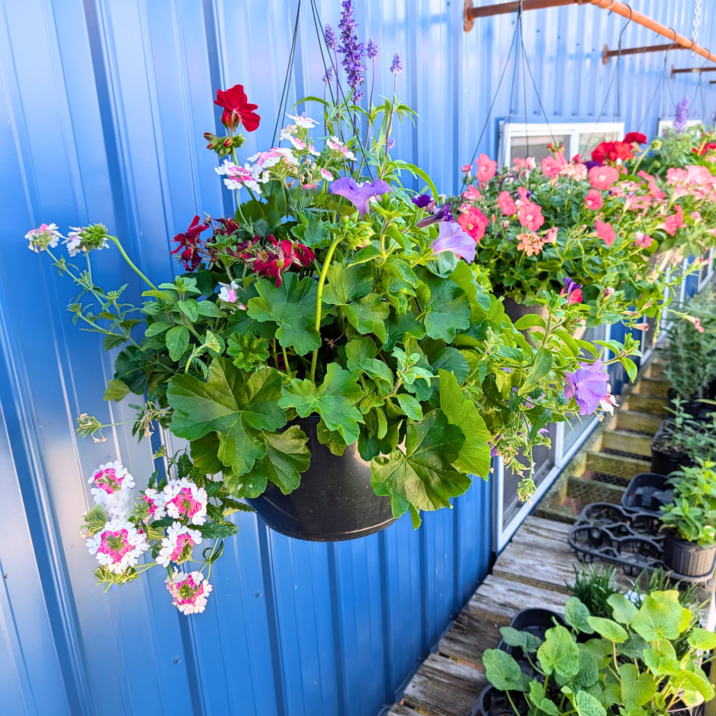 Mega Garden Hanging Basket