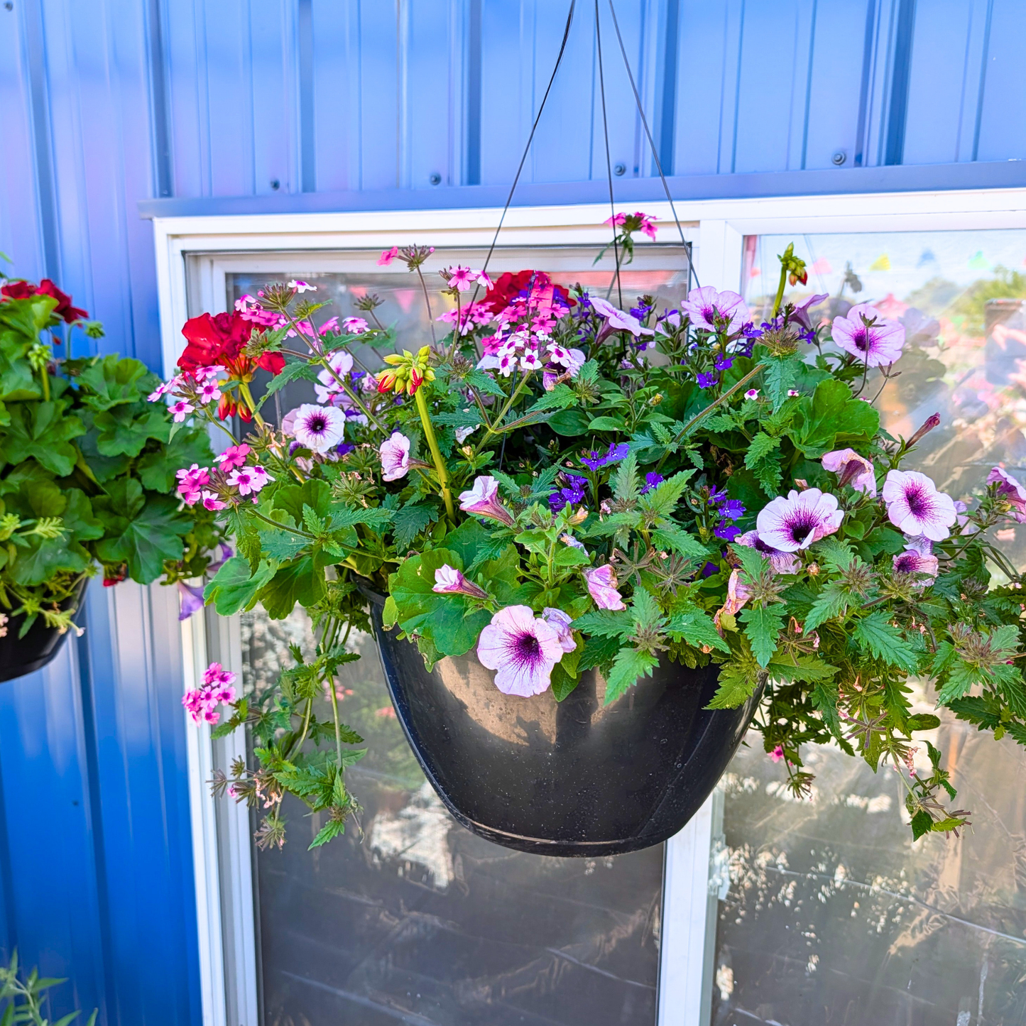 Mega Garden Hanging Basket