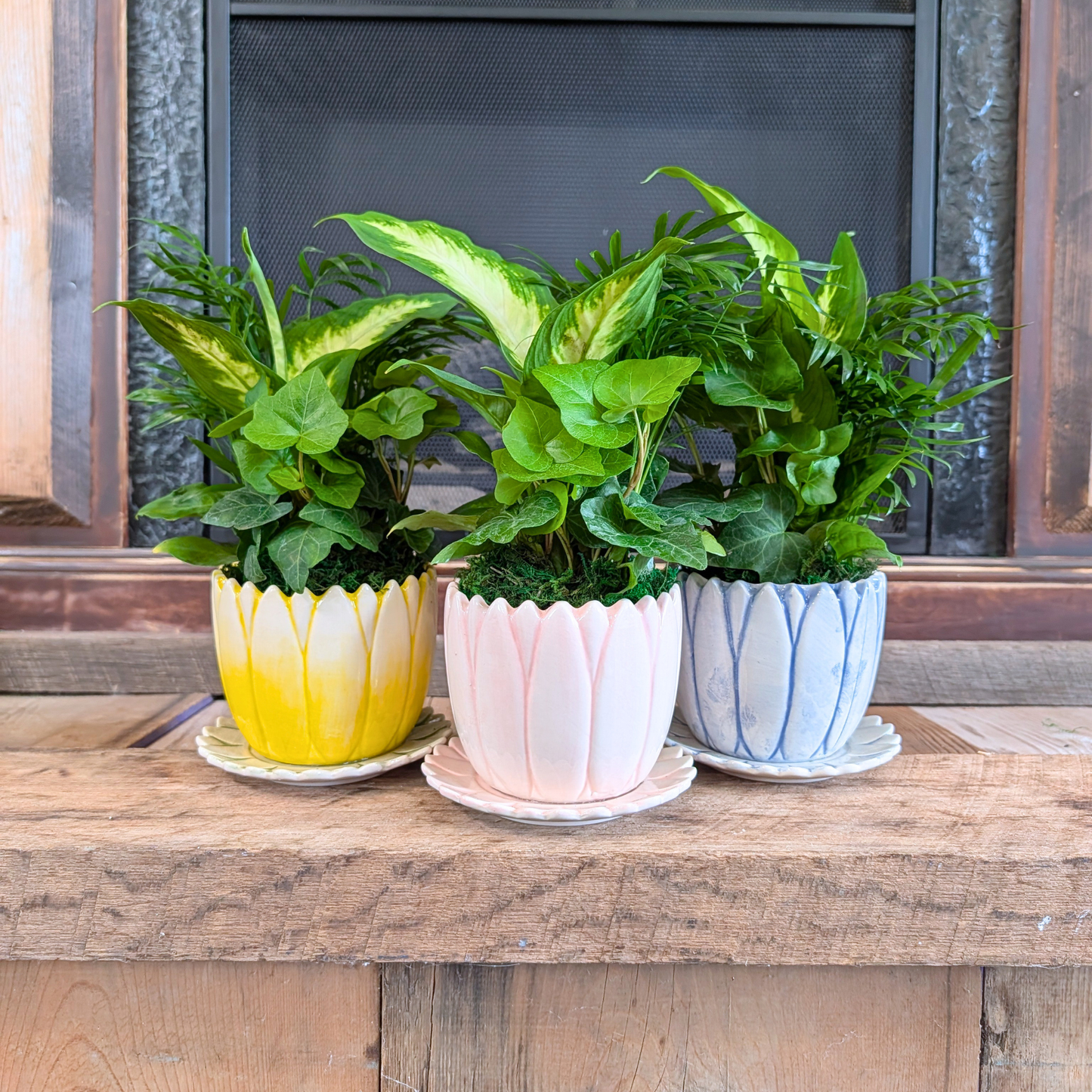 Three potted plants in colorful ceramic pots on a wooden surface.
