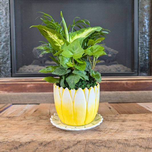 Potted plant with a yellow and white pot on a wooden surface