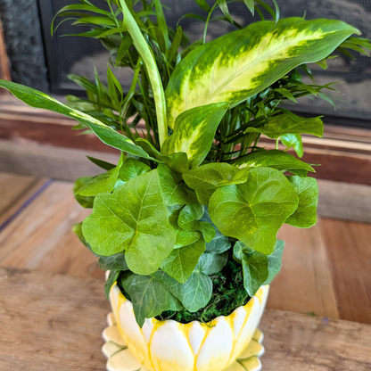 Green potted plant in a decorative pot on a wooden surface