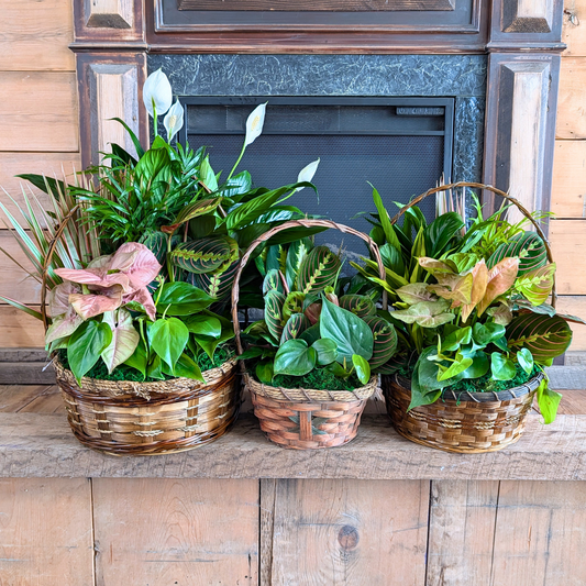Mixed Planter Baskets