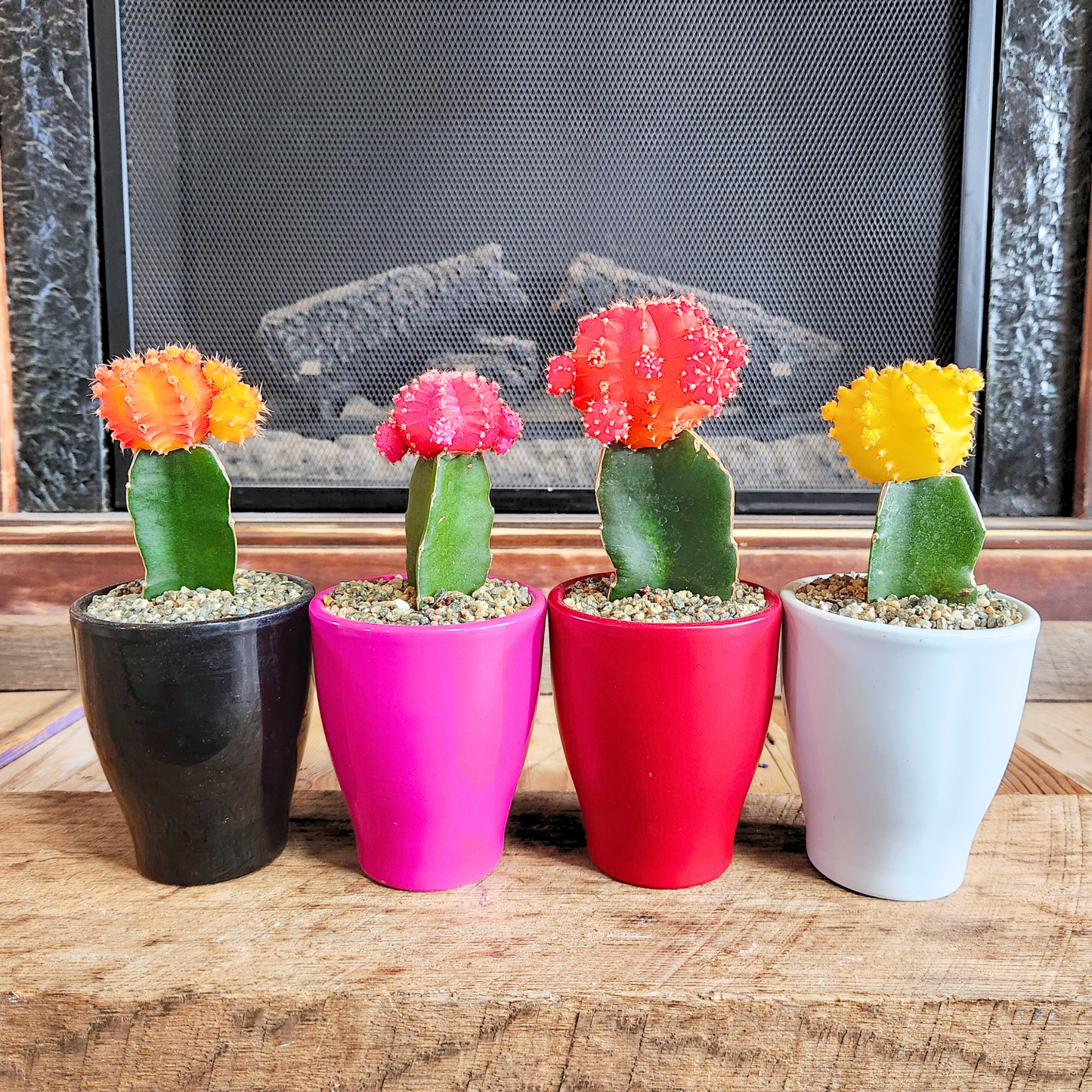Potted Moon Cactus