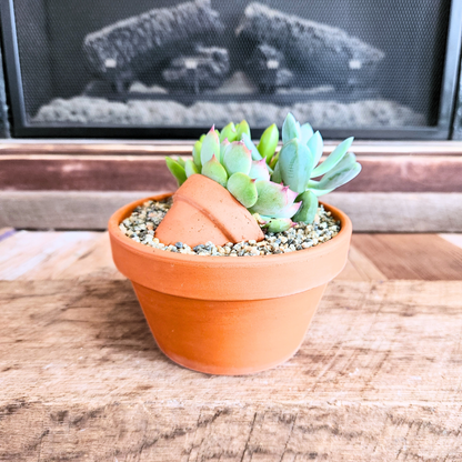 Succulent Garden