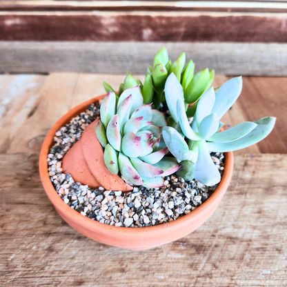 Succulent Garden
