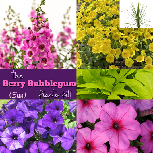 The Berry Bubblegum Planter Kit