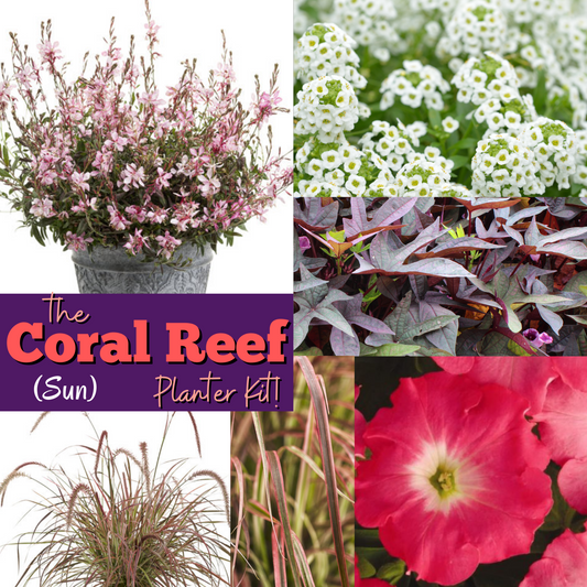 The Coral Reef Planter Kit
