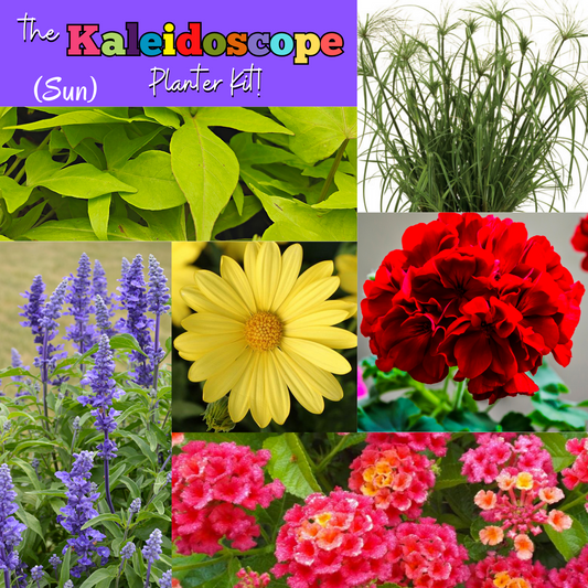 The Kaleidoscope Planter Kit