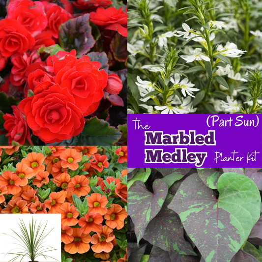 The Marbled Medley Planter Kit