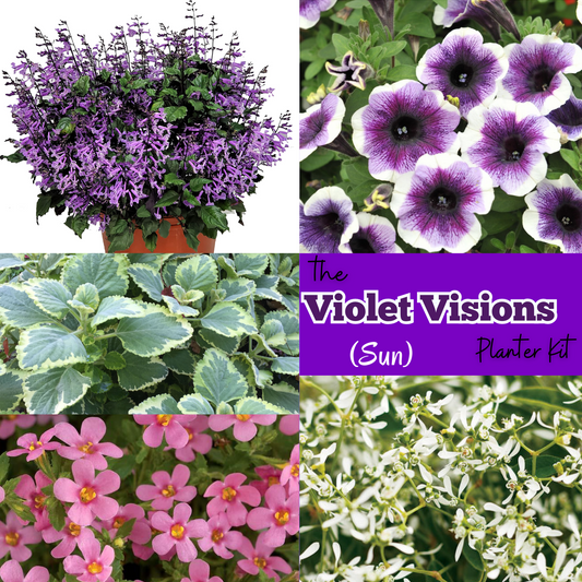 The Violet Visions Planter Kit