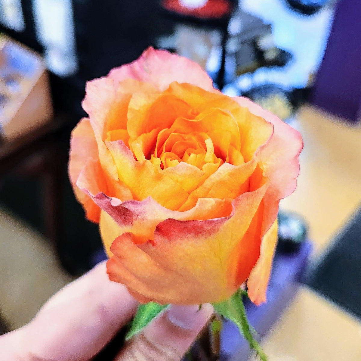 Close-up of a multicolored Free Spirit rose in peach, orange, and pink tones that may be used in the Enchanted Harvest Bouquet from Treasured Roots Flower Shop in Hoopeston, IL.