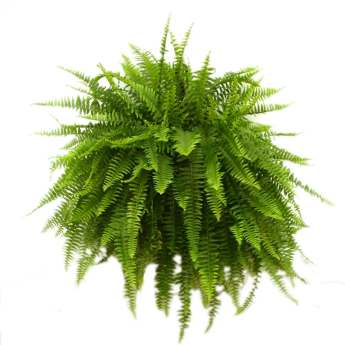 Boston Fern Hanging Basket