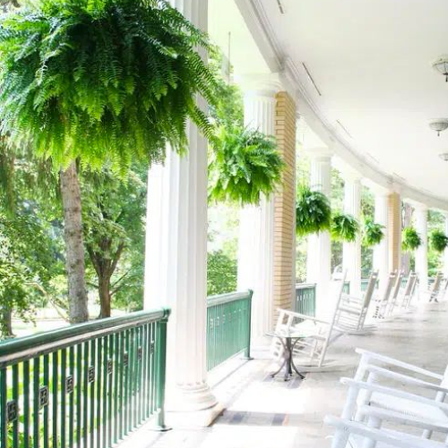 Boston Fern Hanging Basket
