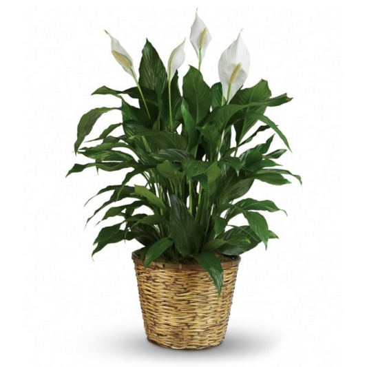 Peace Lily 10"