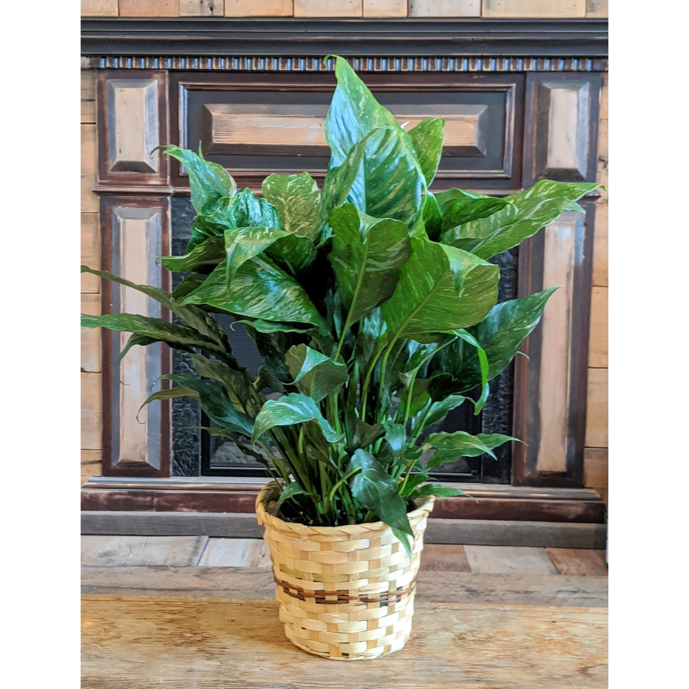 peace lily as a gift Serene 6" Peace Lily Sympathy Gift