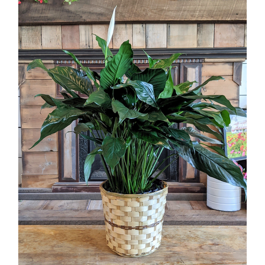 Peace Lily 8"